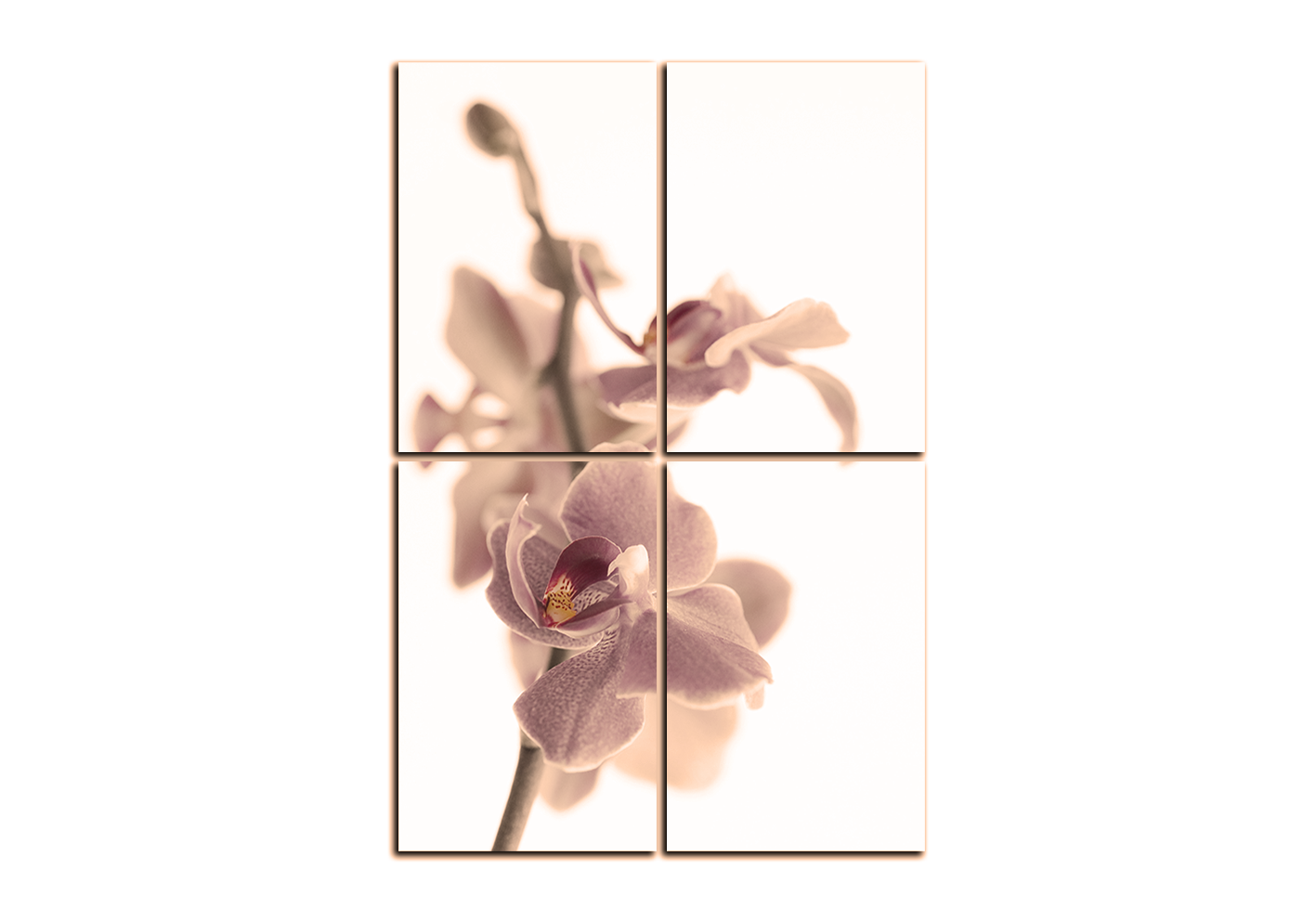 Obraz na plátně - Orchidej květ izolována na bílém pozadí - obdélník Obraz na plátně - Orchidej květ izolována na bílém pozadí - obdélník